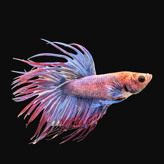 Crowntail Betta Male (B2-1-1)