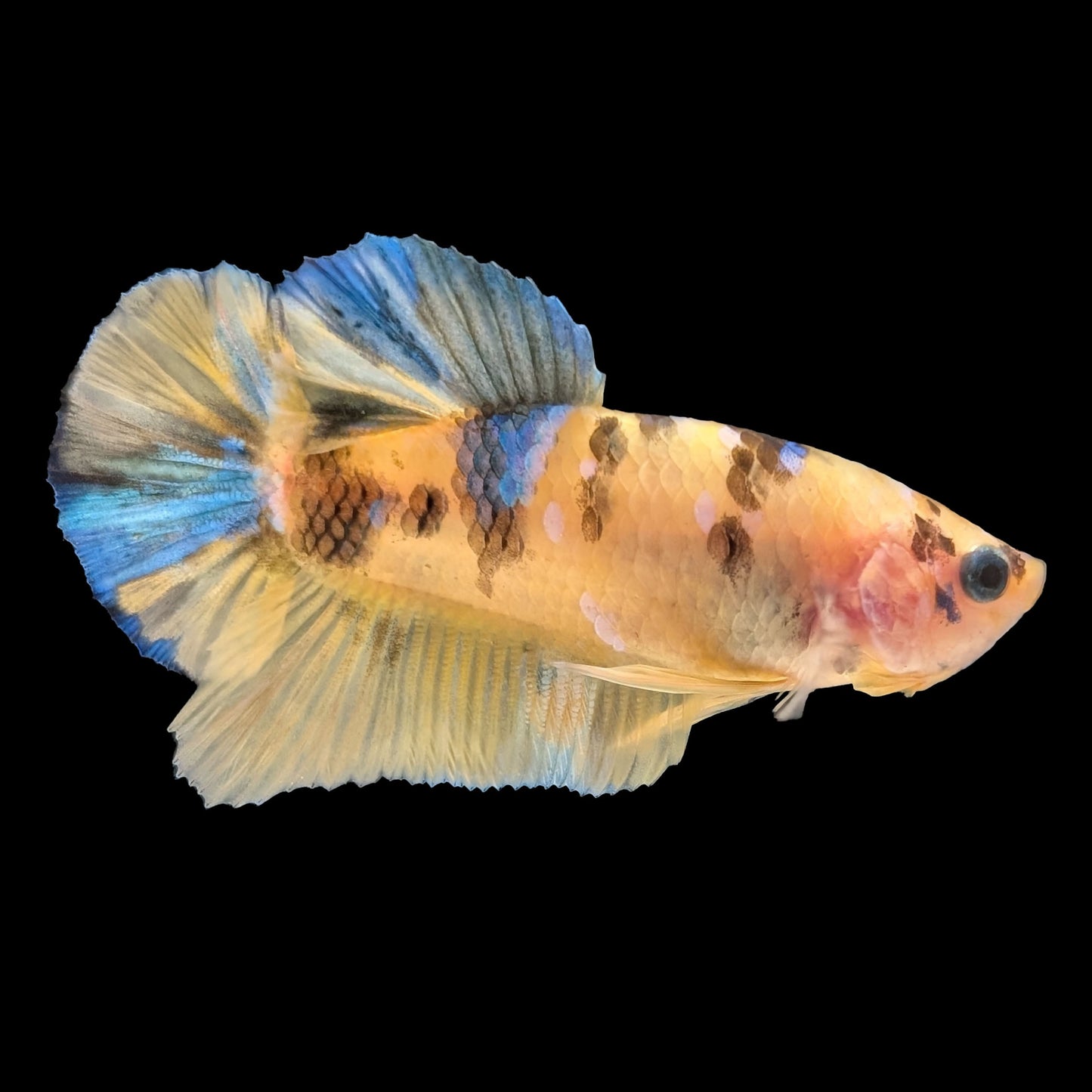 Yellow Koi Galaxy Halfmoon Plakat Male (B2-1-2)