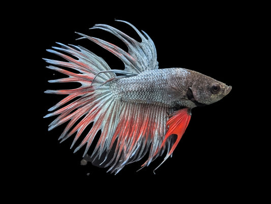 Crowntail Betta Male (B2-1-2)