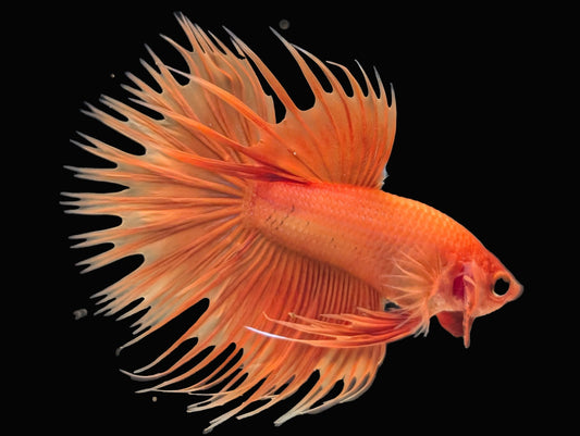 Crowntail Betta Male (B2-1-5)