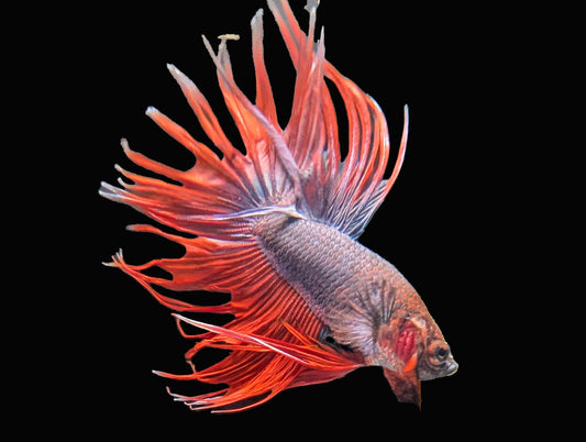 Crowntail Betta Male (B2-1-7)