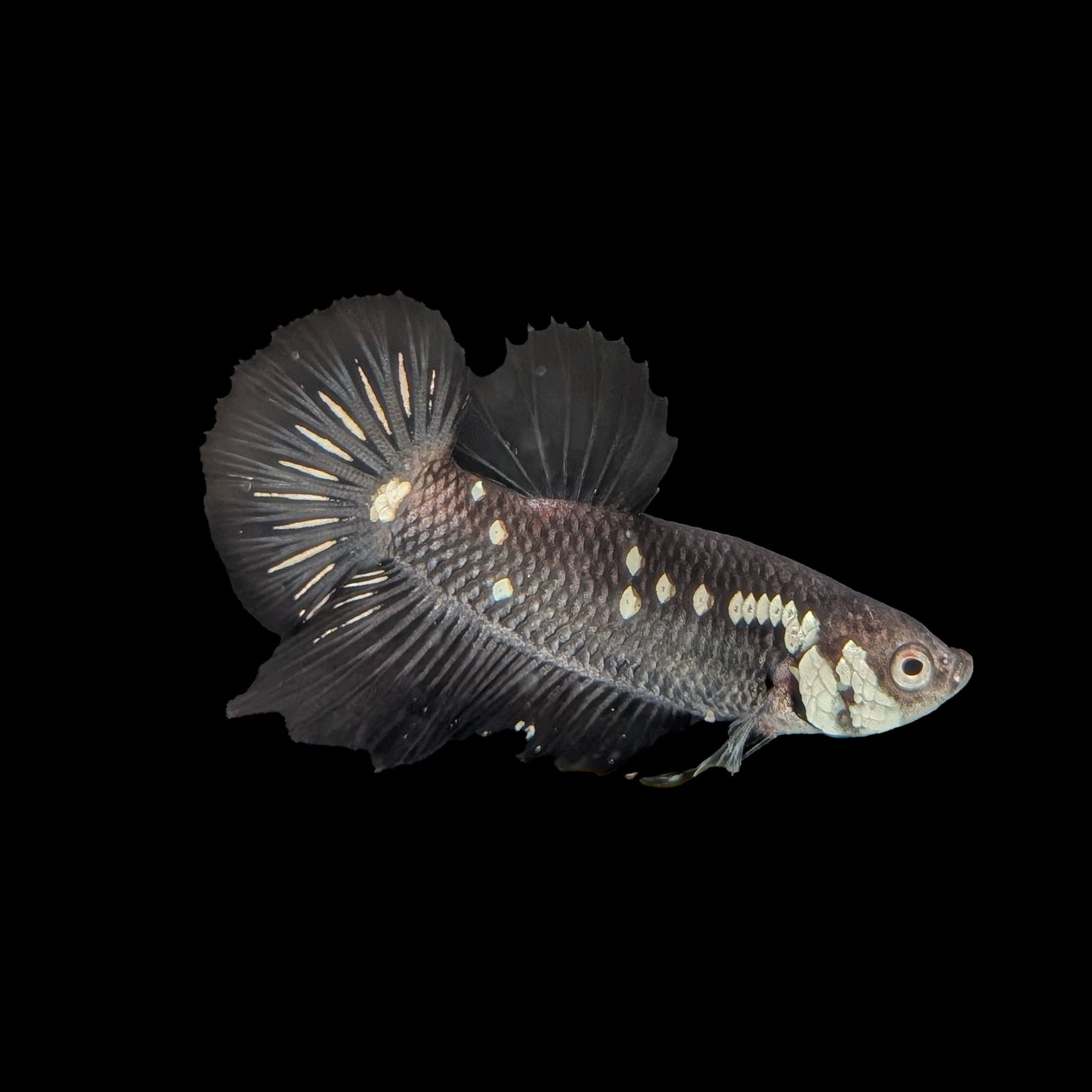 Black Avatar Plakat Male (B2-1-8)