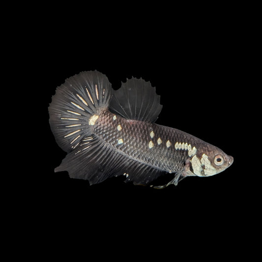 Black Avatar Plakat Male (B2-1-8)
