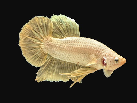Gold Halfmoon Plakat Male (B2-2-1)