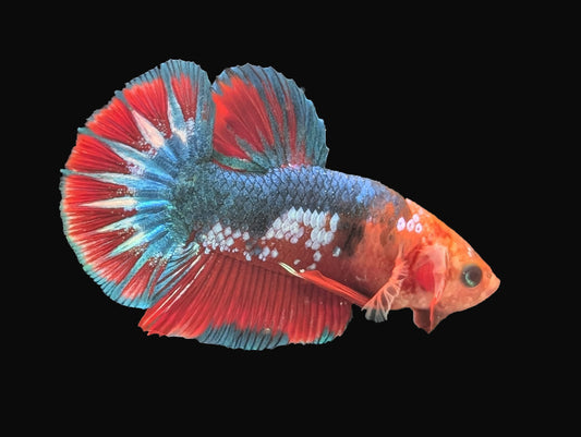 Hellboy Halfmoon Plakat Male (B2-2-4)