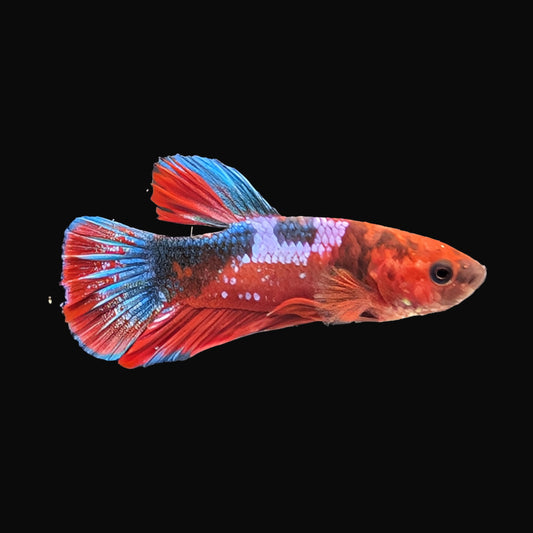 Plakat Hellboy Male (B2-2-5)