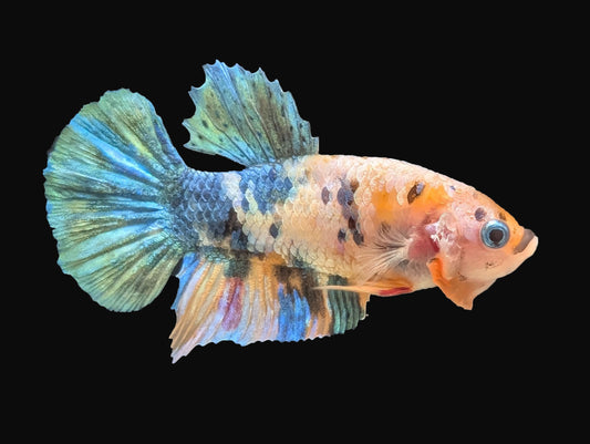 Blue Koi Plakat Male (B2-2-6)