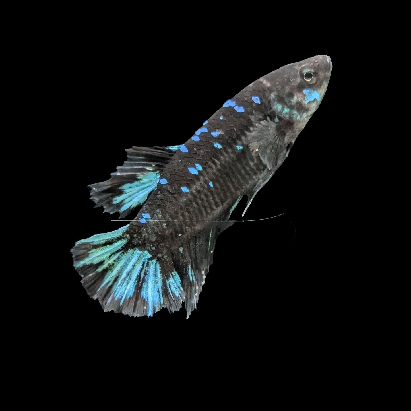 Avatar Plakat Male (B2-2-8)