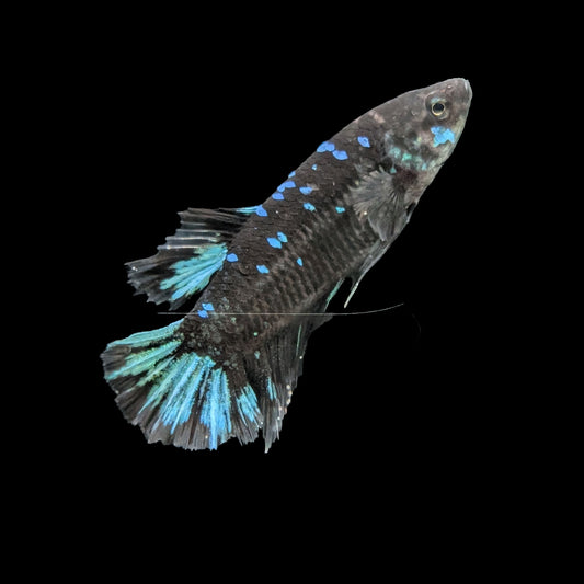 Avatar Plakat Male (B2-2-8)