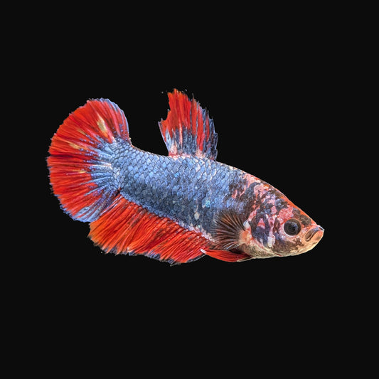 Plakat Male (B2-3-2)