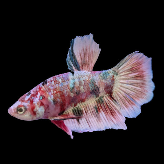 Galaxy Nemo Plakat Male (B2-3-3)