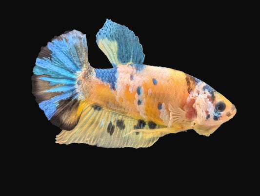 Blue Koi Halfmoon Plakat Male (B2-3-4)