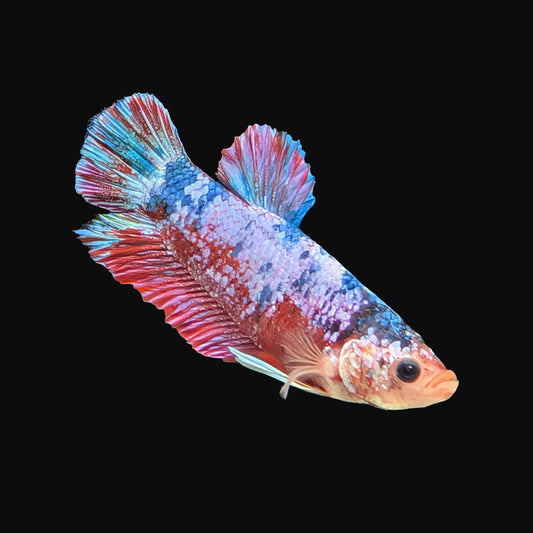 Plakat Male (B2-3-5)
