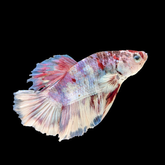 Galaxy Nemo Plakat Male (B2-3-6)