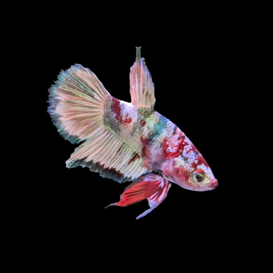 Galaxy Nemo Plakat Male (B2-3-7)