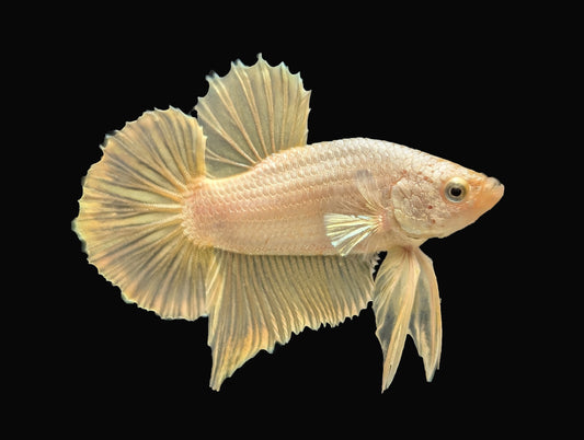 Gold Halfmoon Plakat Male (B2-4-1)