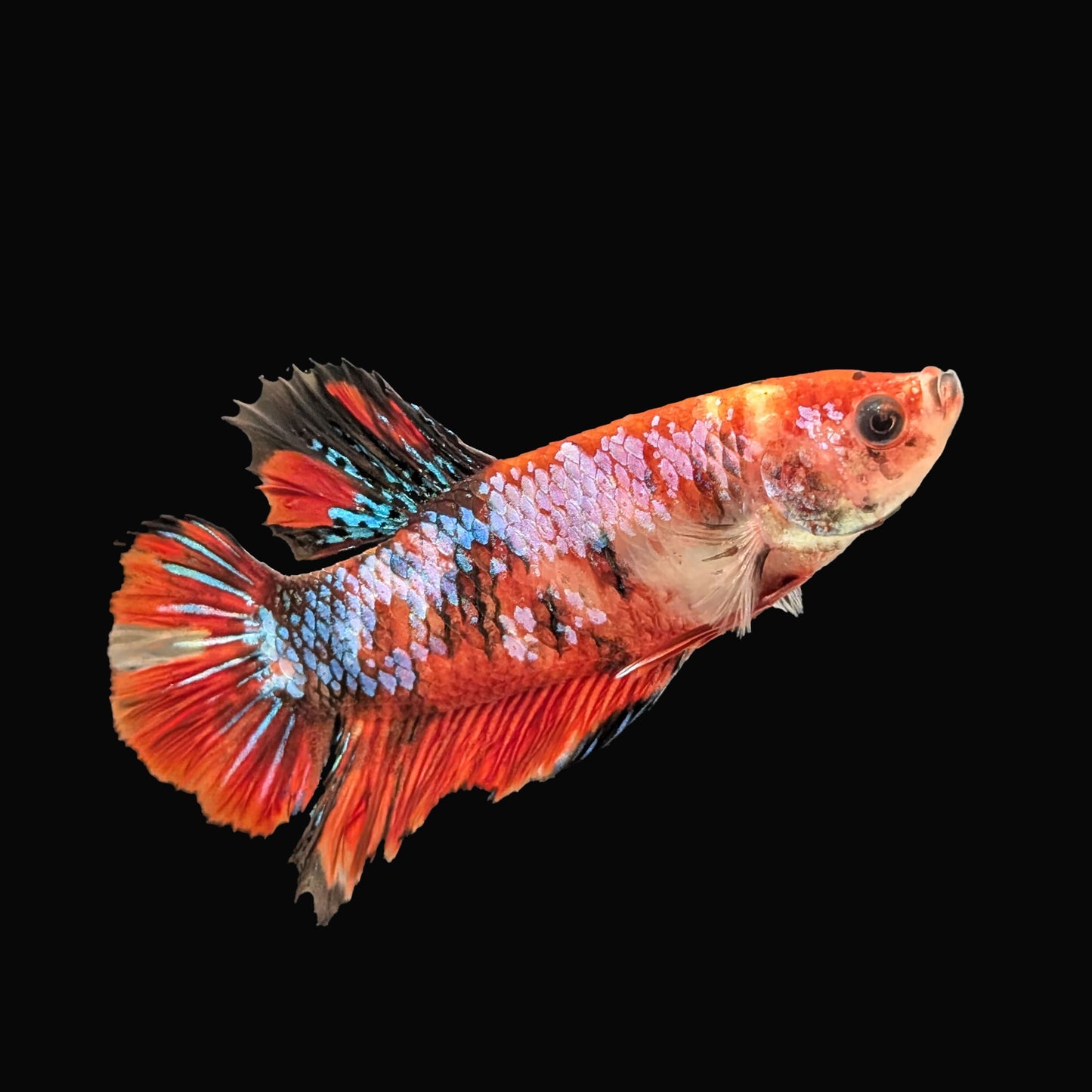 Galaxy Plakat Male (B2-4-2)