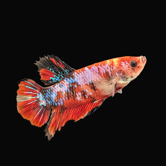 Galaxy Plakat Male (B2-4-2)