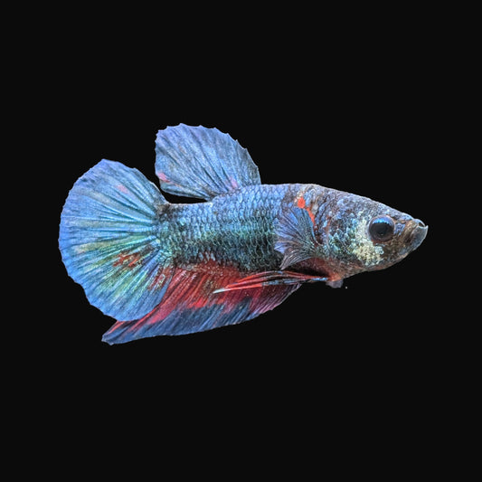 Plakat Male (B2-4-3)