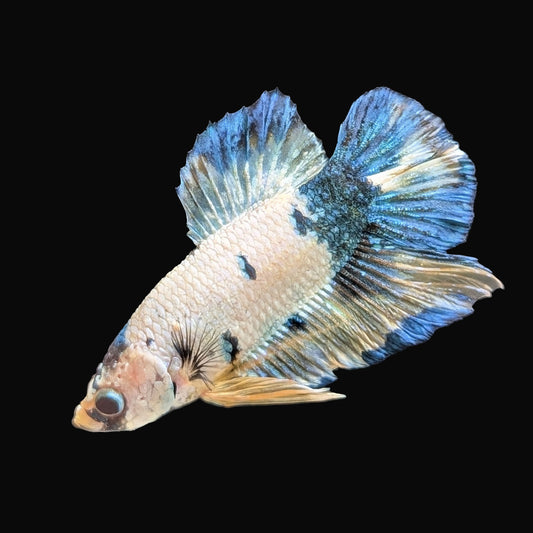 Cloud Plakat Male (B2-4-4)