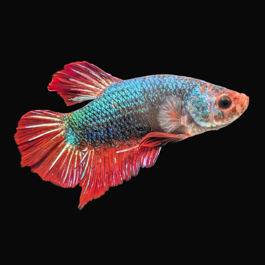 Plakat Male (B2-4-5)