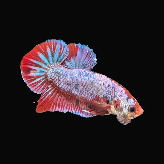 Halfmoon Dragon Plakat Male (B2-4-6)