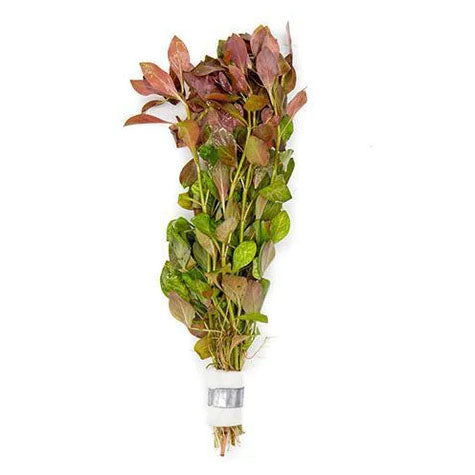 Crimson Current Plant Bundle