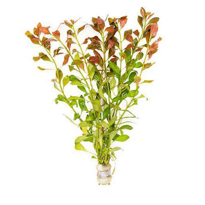 Crimson Current Plant Bundle