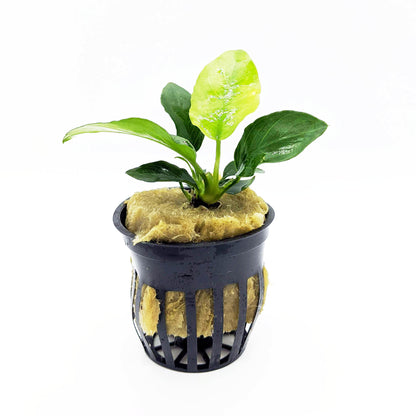 Nature's Blueprint Plant Bundle