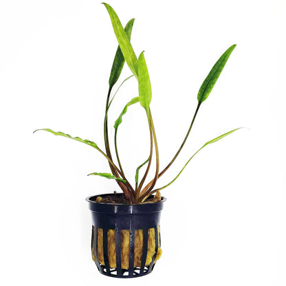 Nature's Blueprint Plant Bundle