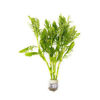 Nature's Blueprint Plant Bundle