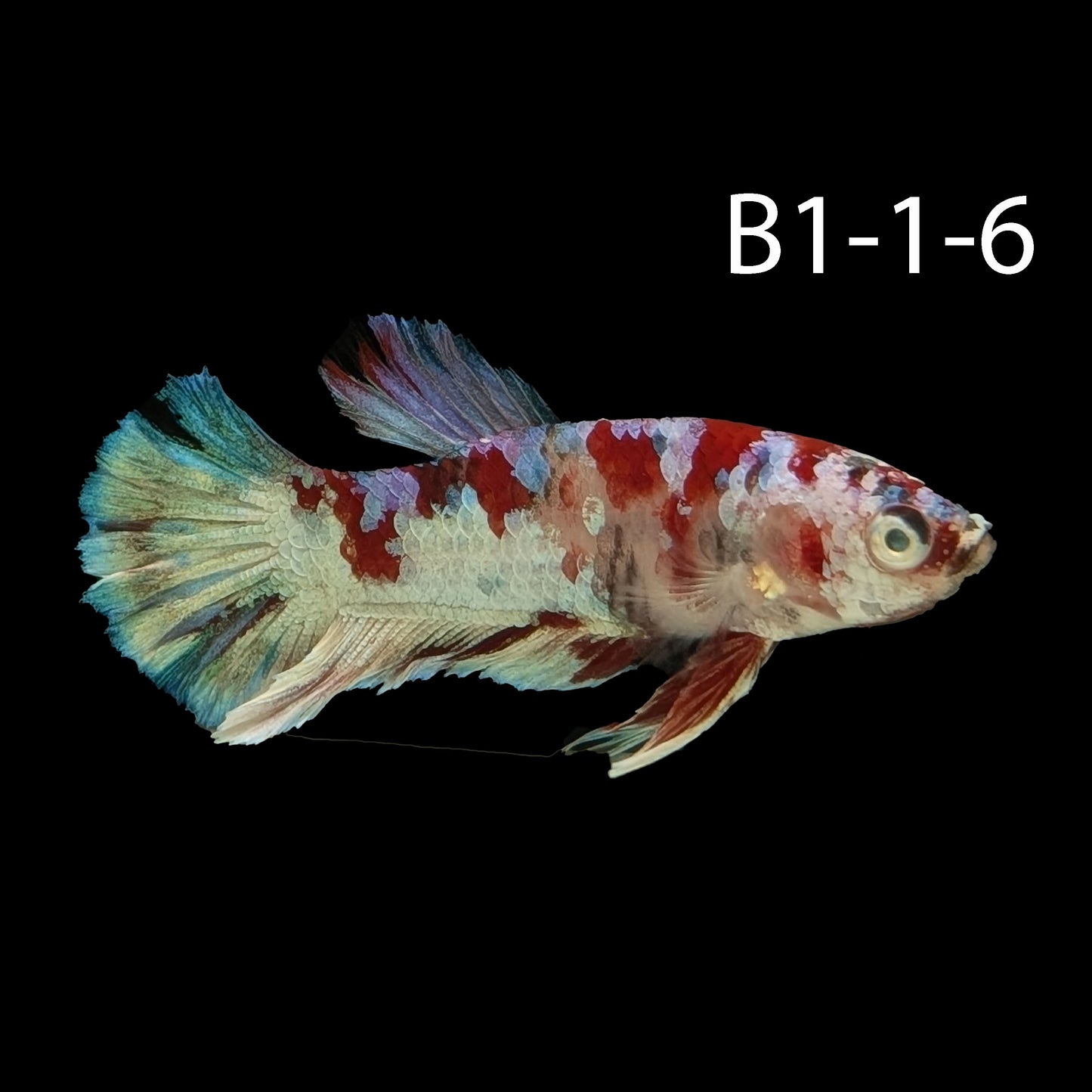 Barongsai Halfmoon Plakat Betta (WYSIWG)