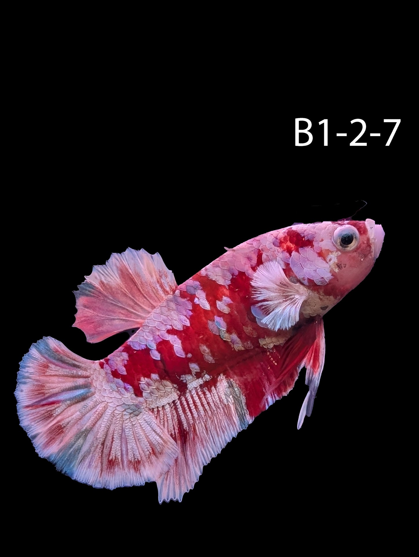 Barongsai Halfmoon Plakat Betta (WYSIWG)