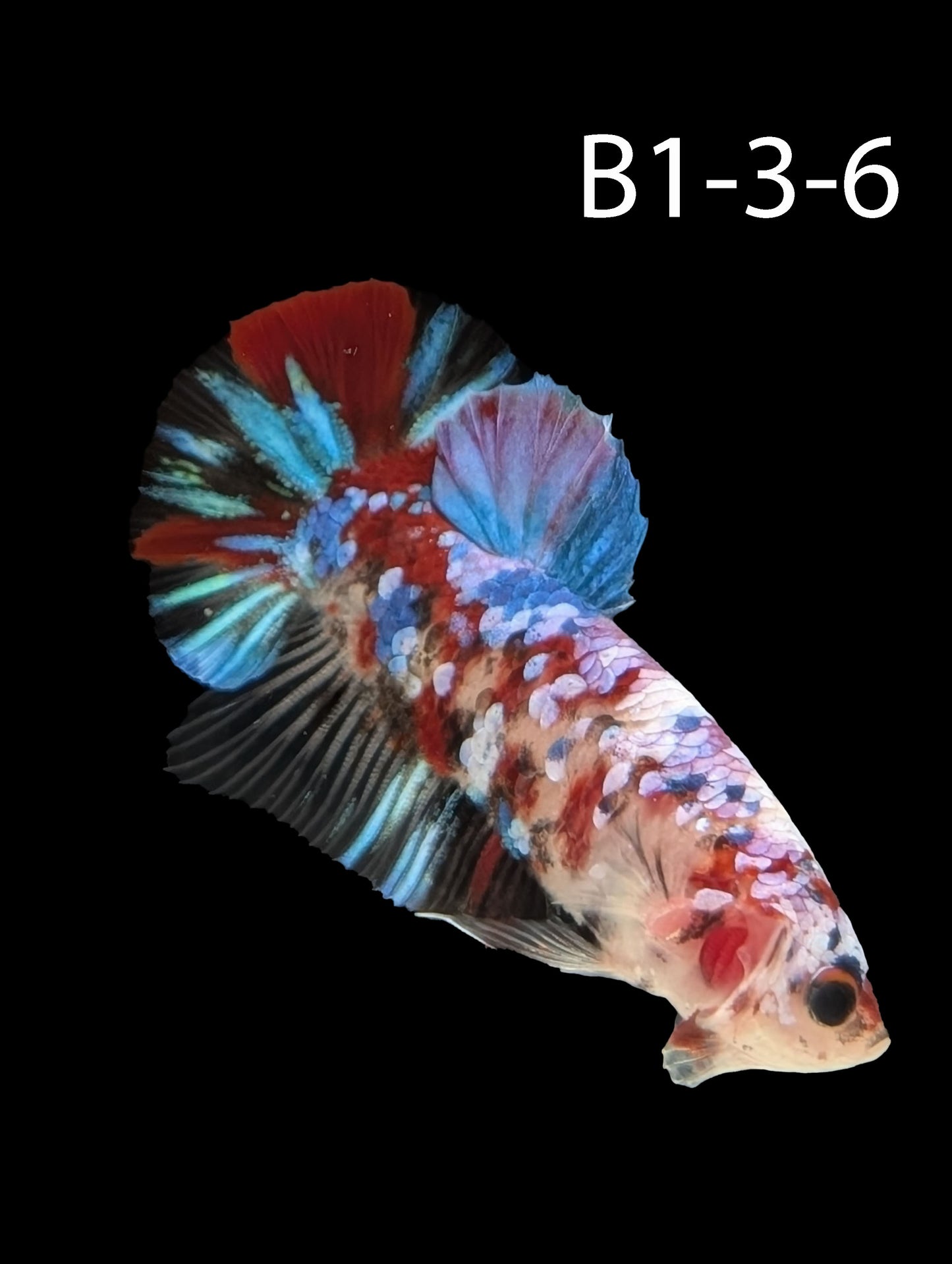 Barongsai Halfmoon Plakat Betta (WYSIWG)