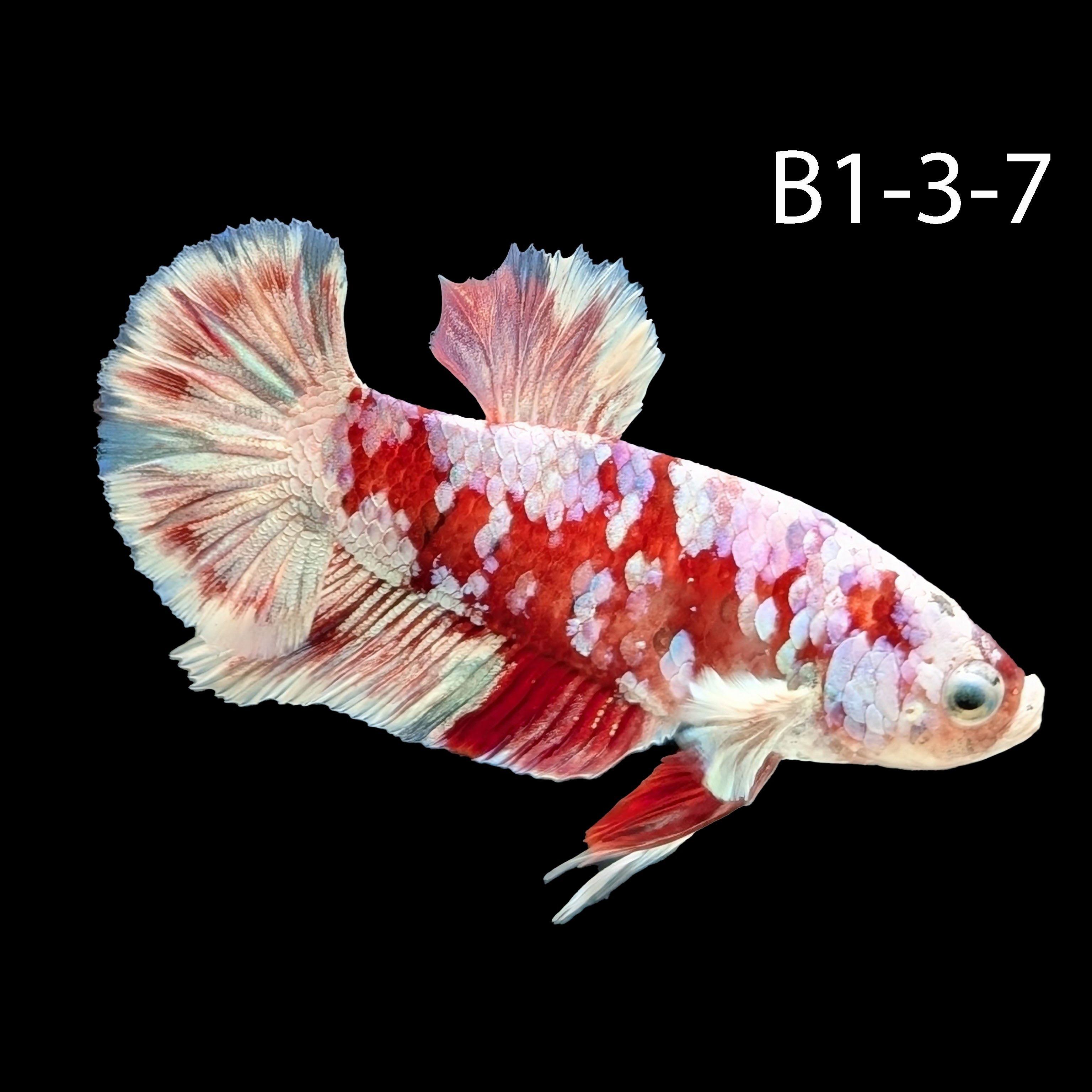Barongsai Halfmoon Plakat Betta (WYSIWG)