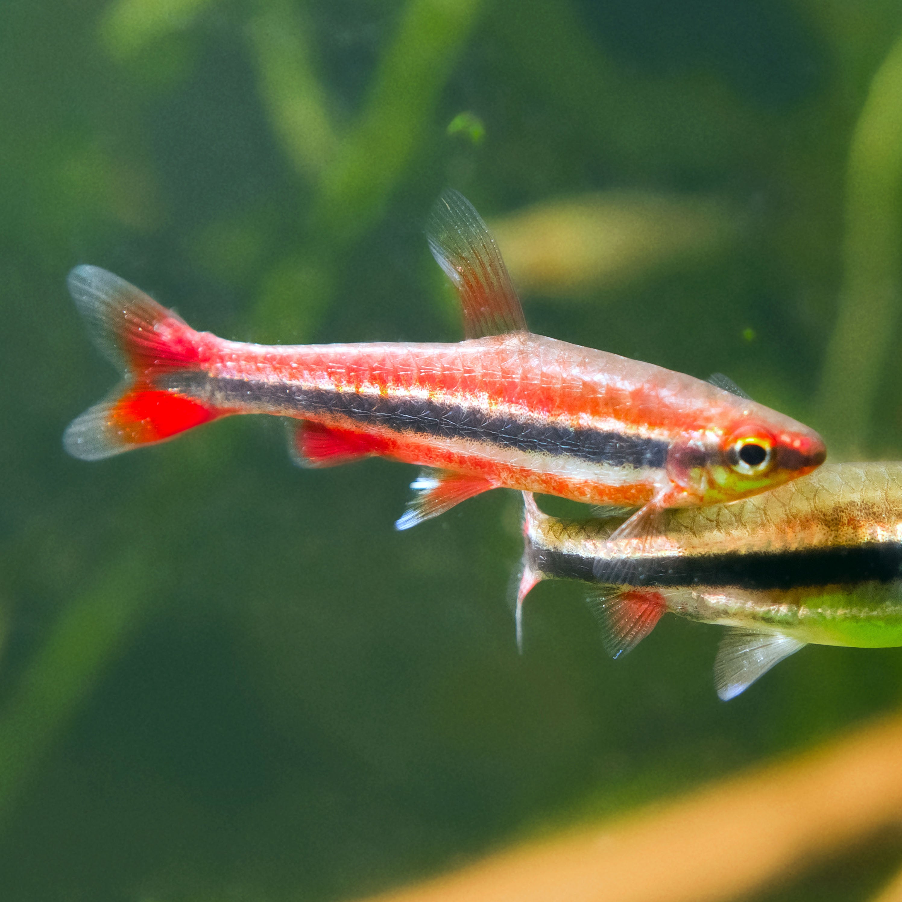 Red Beckford's Pencilfish (Tank-Bred)