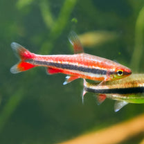 Red Beckford's Pencilfish (Tank-Bred)