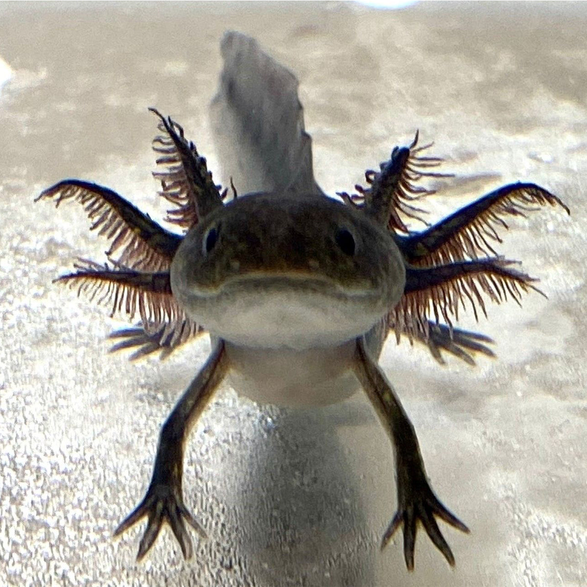Black Melanoid Axolotl