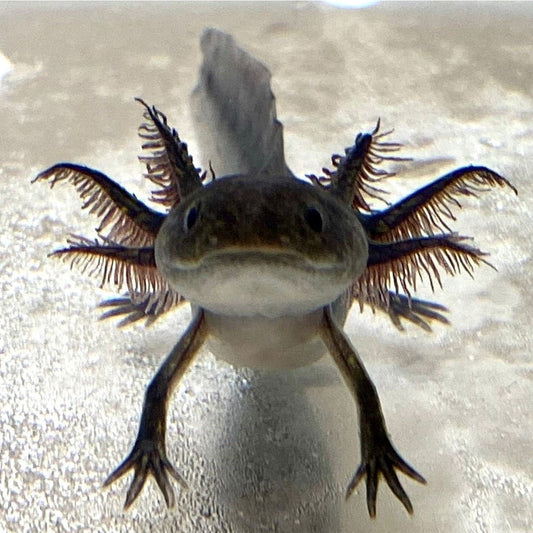Black Melanoid Axolotl