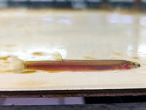 Black Kuhli Loach