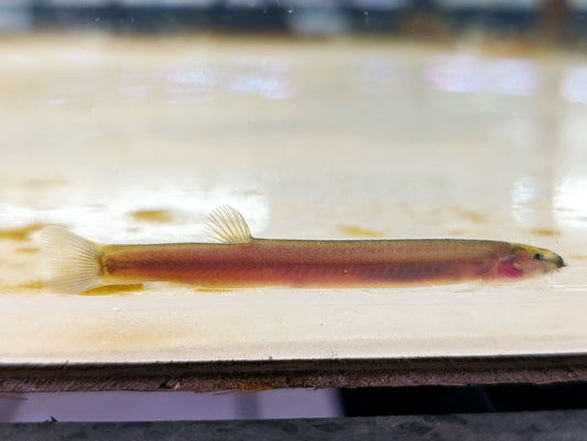 Black Kuhli Loach