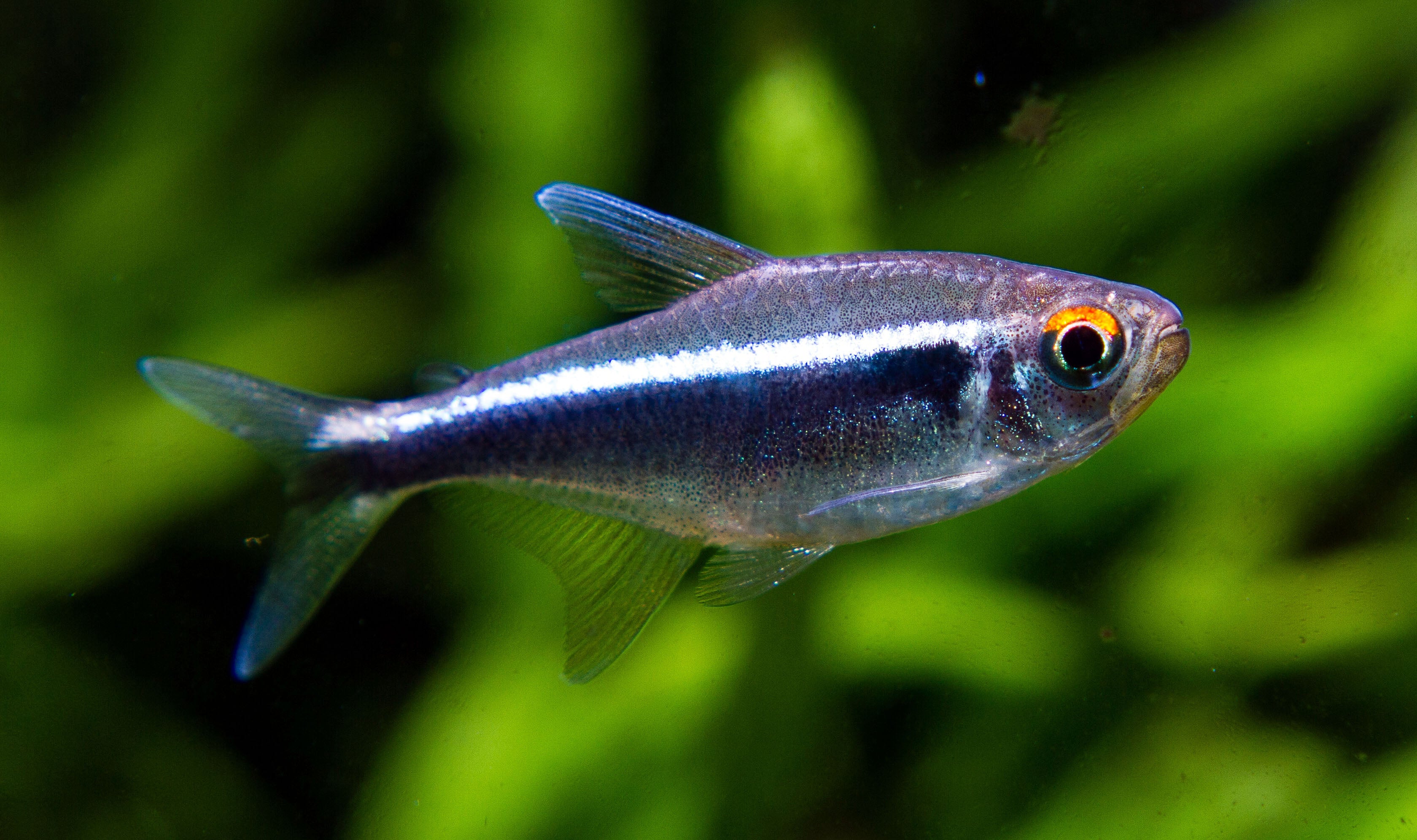 Black Neon Tetra (Tank-Bred)