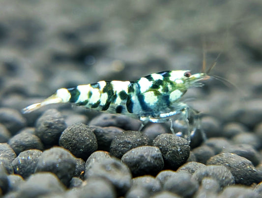 Black Fancy Tiger Shrimp