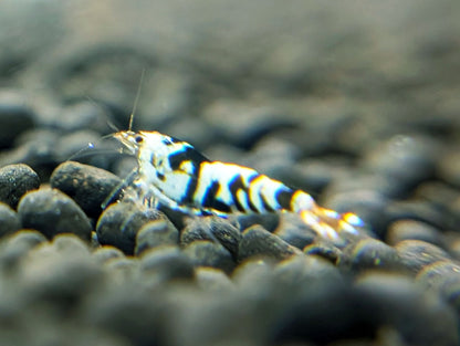 Black Fancy Tiger Shrimp