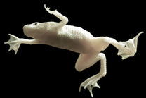 Blonde African Dwarf Frogs