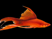 Grade A Blood Red Lyretail Swordtail