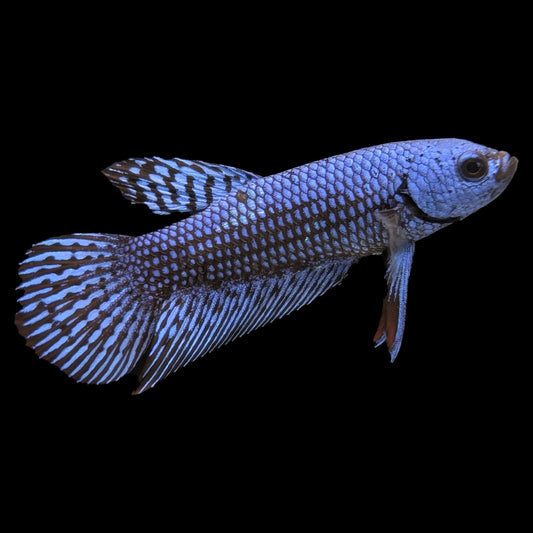 Blue Alien Betta