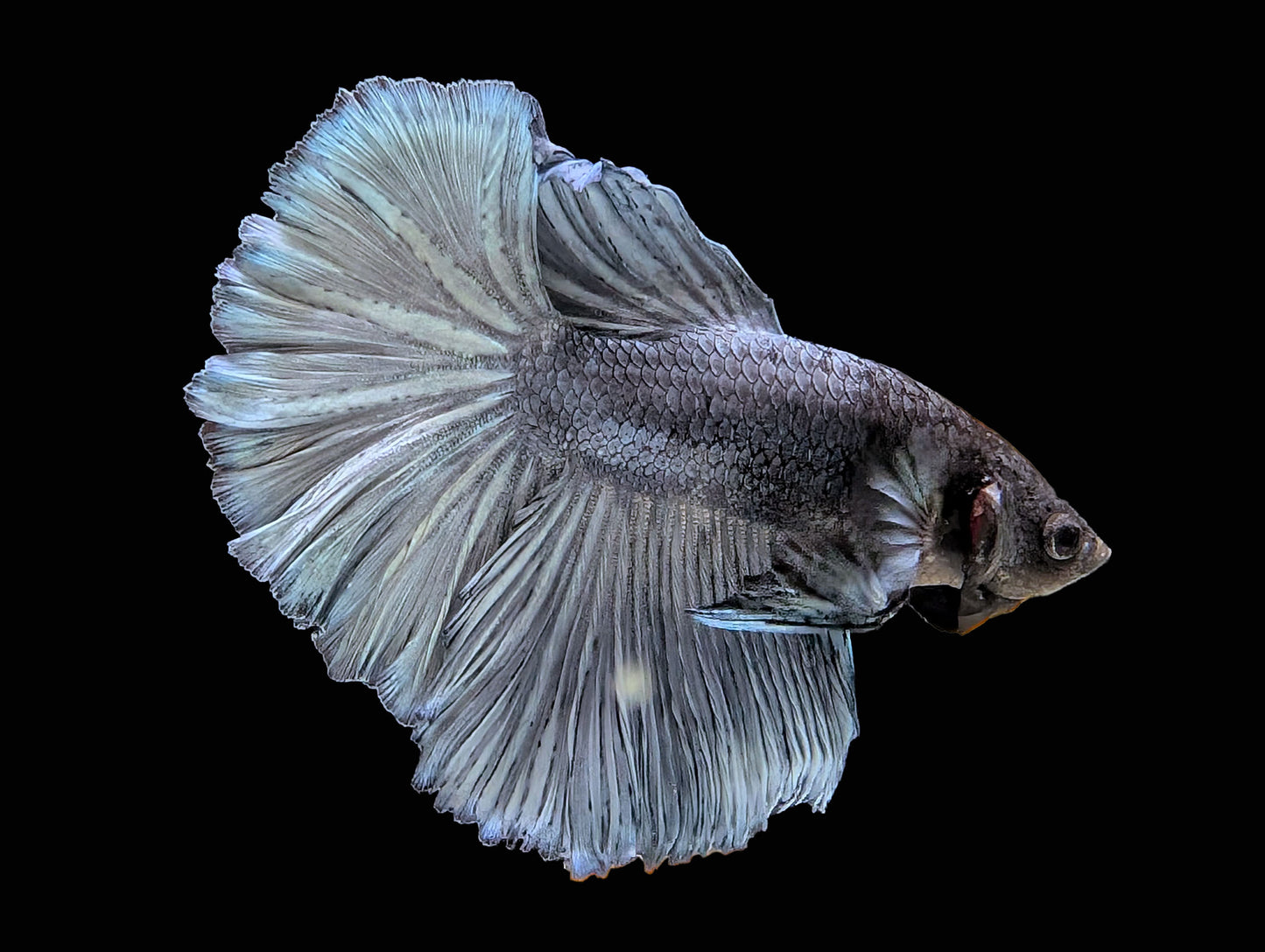 Royal Blue Halfmoon Betta Male