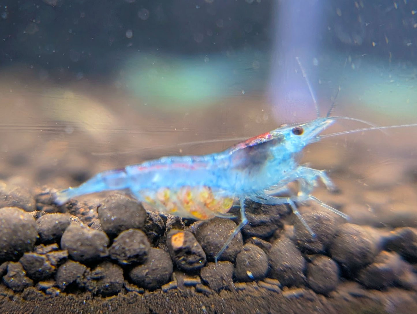 Blue Jelly Shrimp