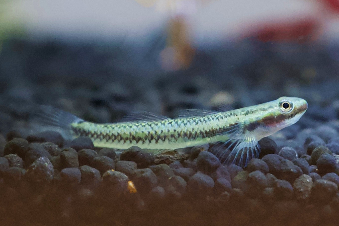 Goby Fish Translucent Goby Fish Knight Goby (Stigmatogobius Sadanundio) Aqua Imports
